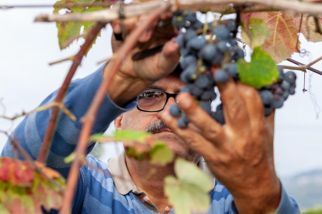 Casa Da Eira "Lavoura Da Bouca - Fruta Bio" Villa Celorico De Basto Ngoại thất bức ảnh